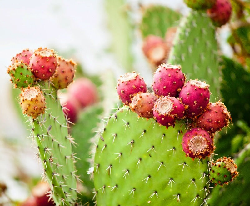 Ripe prickly pear fruit on cactus.