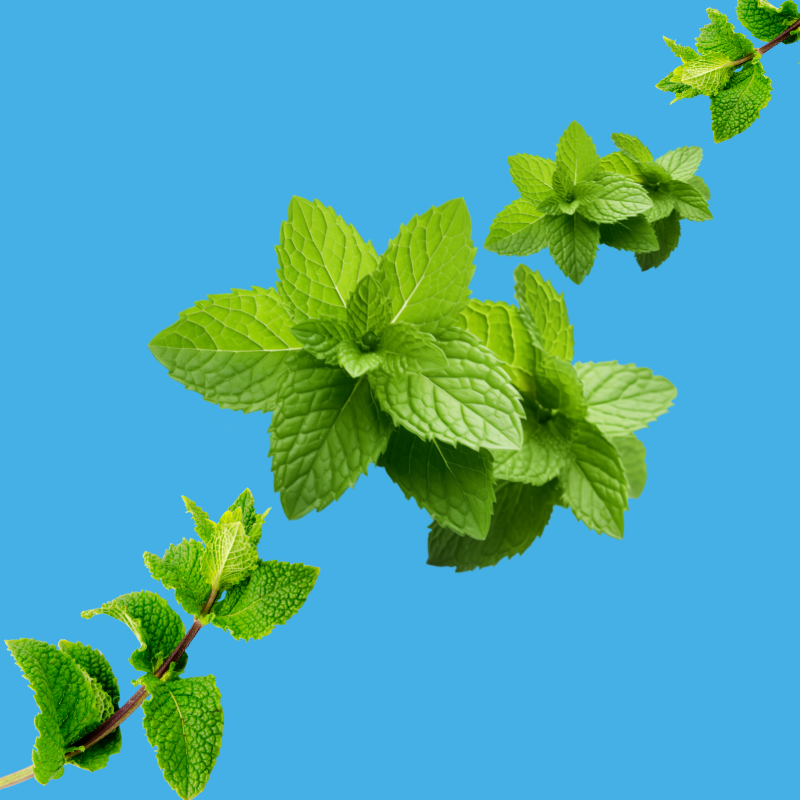Fresh spearmint leaves on a vibrant sky blue background representing Spearmint SUGAR FREE | Dye-FREE Shaved Ice & Snow Cone Syrup. Sweet, cool, and refreshing mint flavor, FREE & Clear, zero net carbs, sugar free, keto-friendly with organic non-GMO monk fruit & erythritol.