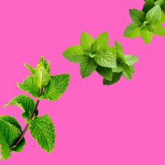 Spearmint Sugar Free Dye-FREE Slush Syrup by Hypothermias on a vibrant pink background