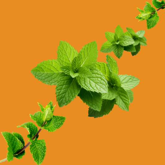 Wild Desert Dye-FREE Spearmint Coffee Syrup with fresh spearmint leaves on a warm orange background. Made with non-GMO 100% pure cane sugar and crafted in small batches by a family-owned business in Tucson, Arizona. Clear pour, dye-free syrup with a refreshing spearmint flavor, perfect for coffee, lattes, teas, iced drinks, cocktails, and specialty beverages.