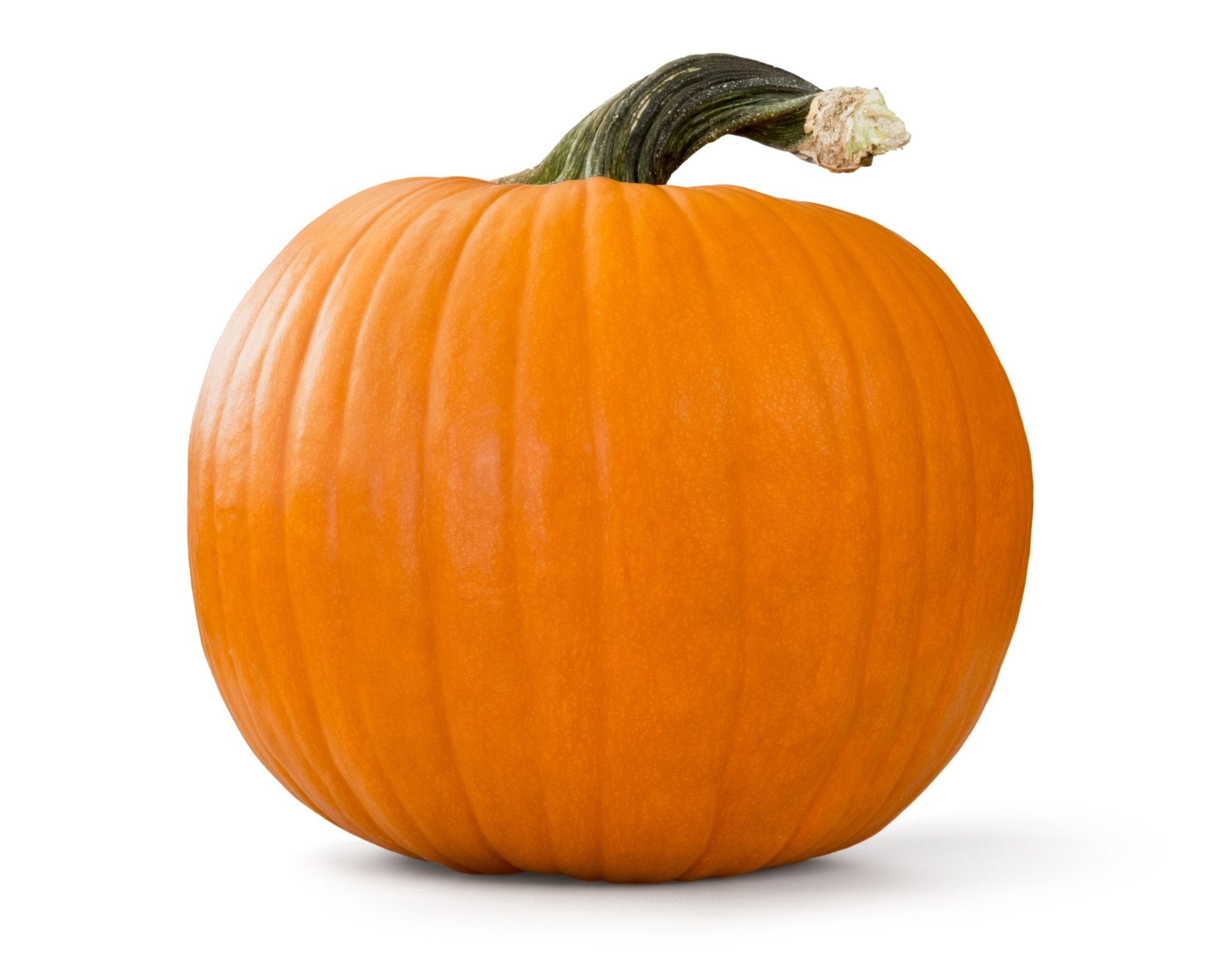 Pumpkin Flavor Concentrate - Hypothermias.com