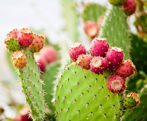 Prickly pear fruit on cactus.